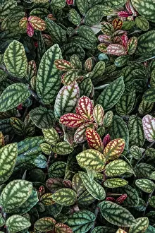 Central European Botanical Gardens Drucke: Green and purple patterned leaves