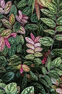 Green And Purple Leaves Drucke: Green and purple patterned leaves