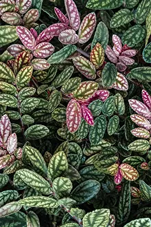 Colorful Nature Photography Drucke: Green and purple patterned leaves
