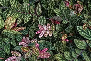 Botany In Central Europe Drucke: Green and purple patterned leaves