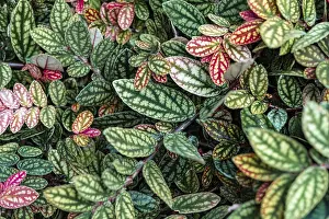 Variegated Leaf Patterns Drucke: Green and purple patterned leaves
