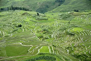 Daytime Farmland Photography Drucke: Green rice fields on the hillside
