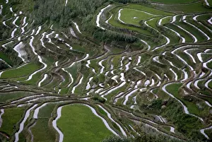 Rice Cultivation In Asia Drucke: Green rice fields on the hillside