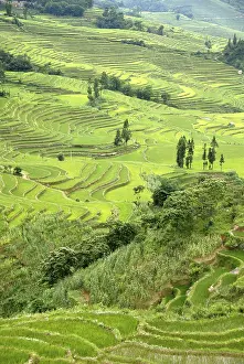 Rice Field Photography Drucke: Green rice fields on the hillside