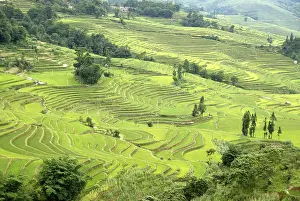 Terraced Rice Cultivation Drucke: Green rice fields on the hillside