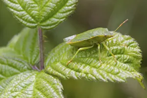 Grüner Schildwanze (Palomena prasina) ruht auf einem Blatt.