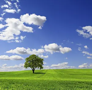 Green Countryside Scenery Drucke: Green spring landscape