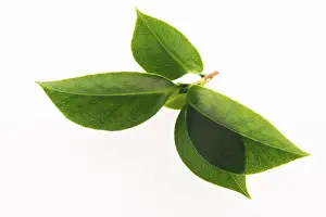 Hot Beverage Photography Drucke: Green tea leaf isolated on white background