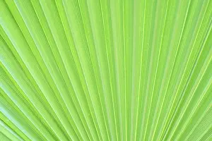 Primeval Forest Landscape Drucke: Green texture of palm leaf. Space for your text