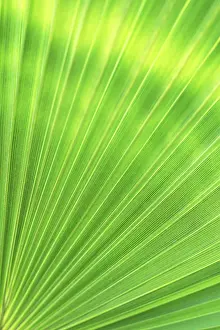 Green Nature Background Drucke: Green texture of palm leaf. Space for your text