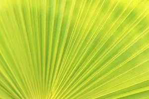 Palm Leaf Texture Drucke: Green texture of palm leaf. Space for your text