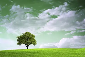 Oak Tree Landscape Drucke: Green time