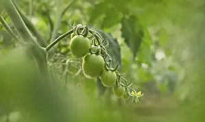 Tomato Plant Growth Drucke: Green Tomatoes on the Vine