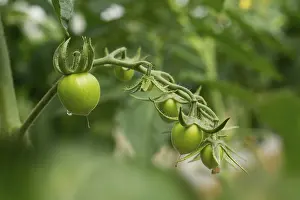 Tomato Nutrition Facts Drucke: Green Tomatoes on the Vine
