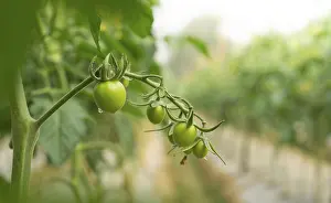 Tomato Nutrition Facts Drucke: Green Tomatoes on the Vine