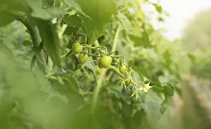 Tomato Nutrition Facts Drucke: Green Tomatoes on the Vine