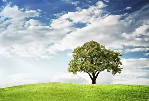 Deserted Agricultural Land Drucke: Green tree