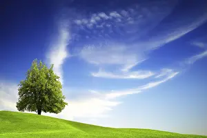 Fine Weather Conditions Drucke: Green tree on blue sky