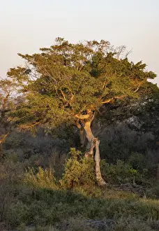 Mellow Lightning Effect Drucke: Green tree in the evening light