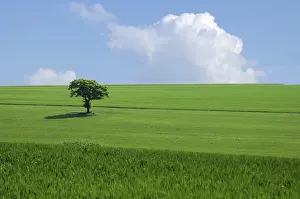 Green Tree Landscape Drucke: The green tree in the fields