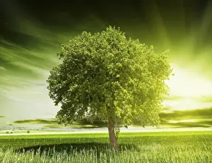 Green Tree Landscape Drucke: Green tree nature