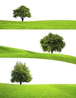 Oak Tree Isolated Drucke: Green tree nature