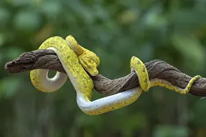 Drucke von Grüner Baum Phyton Boa Constrictor Drucke: Grüner Baum Phyton