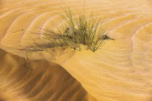 Arabian Peninsula Sand Structure Drucke: Green vegetation in a windswept sand structure