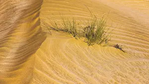 Green Vegetation In The Desert Drucke: Green vegetation in a windswept sandy structure