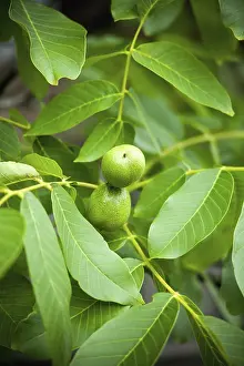 Green Walnuts Drucke: Green walnuts growing on a tree