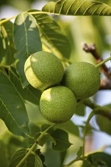Green Walnuts Drucke: Green walnuts on a tree close-up