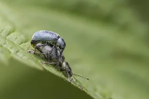 Bilder Datiert 3. Juni 2024: Green weevils print