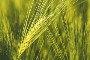 Selective Focus Photography Drucke: Green wheat on the field in spring