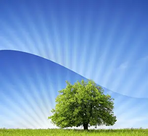 Deserted Deciduous Tree Scene Drucke: Green World