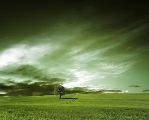 Oak Tree Agriculture Drucke: Green World