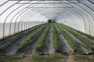 Agricultural Landscapes Drucke: Greenhouse