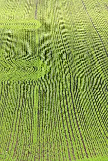 Rural Agricultural Landscape Drucke: Greenish sow field with row of patterns