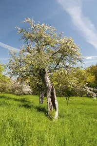 Deciduous Tree Plantation Drucke: Greiz, spring, high size, portrait format