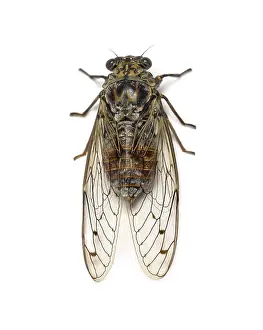 Empty Studio Environment Photo Drucke: Grey Cicada, isolated on white