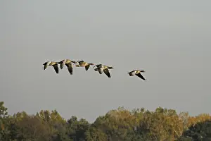 In Flight Wildlife Photos Drucke: Grey geese in flight