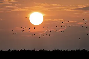 Drucke von Graue Gänse vor dem untergehenden Sonnen, Muritz-Region, Mecklenburg-Vorpommern, Deutschland Graue Gänse vor dem untergehenden Sonnen, Muritz-Region, Mecklenburg-Vorpommern, Deutschland Graugans Drucke: Graue Gänse vor dem untergehenden Sonnen.