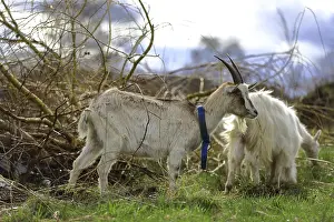 Deserted Farm Landscape Drucke: A grey goat eats young tree shoots