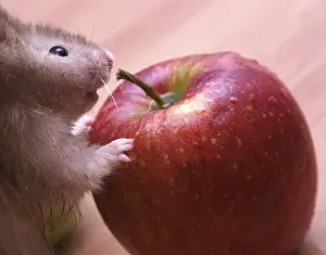 Medical Care For Pets Drucke: Grey hamster and red apple