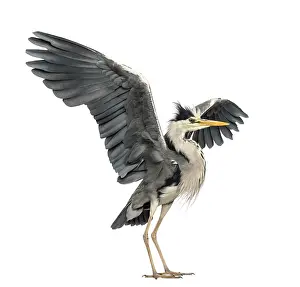 Grey Heron Drucke: Grey Heron doing a mating dance