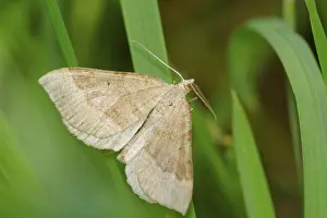 Lepidopteran Insects In Nature Drucke: Grey moth sitting in the grass