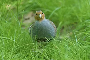 Drucke von Ein grauer Wachtelbursche, der direkt in die Kamera blickt, umgeben von Gras, Frühling, Graue Wachtel (Perdix perdix), Hessen, Deutschland Rebhuhn Drucke: Ein grauer Wachtel blickt direkt in die Kamera.