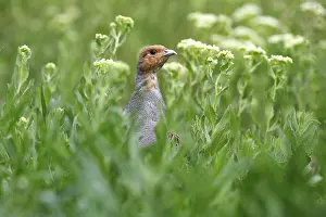 Drucke von Grauer Lerche (Perdix perdix), Hahn schaut aus einer blühenden Wiese heraus Rebhuhn Drucke: Grauer Lerche (Perdix perdix)