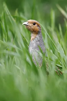 Farm Animals Drucke: Grey Partridge (Perdix perdix)
