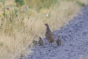 Drucke von Graugänse (Perdix perdix) Weibchen mit drei Jungvögeln auf einem Kiesweg neben einer blühenden Blumenstreife am Rande eines Feldes im Sommer, Hessen, Deutschland Rebhuhn Drucke: Grauer Wachtel (Perdix perdix)