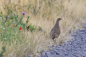 Drucke von Graugänse (Perdix perdix) Weibchen am Rande eines Feldweges aus Kiessteinen neben einem blühenden Streifen von Mohn und Kamille am Rande eines Feldes im Sommer, Hessen, Deutschland Rebhuhn Drucke: Grauer Wachtel (Perdix perdix)